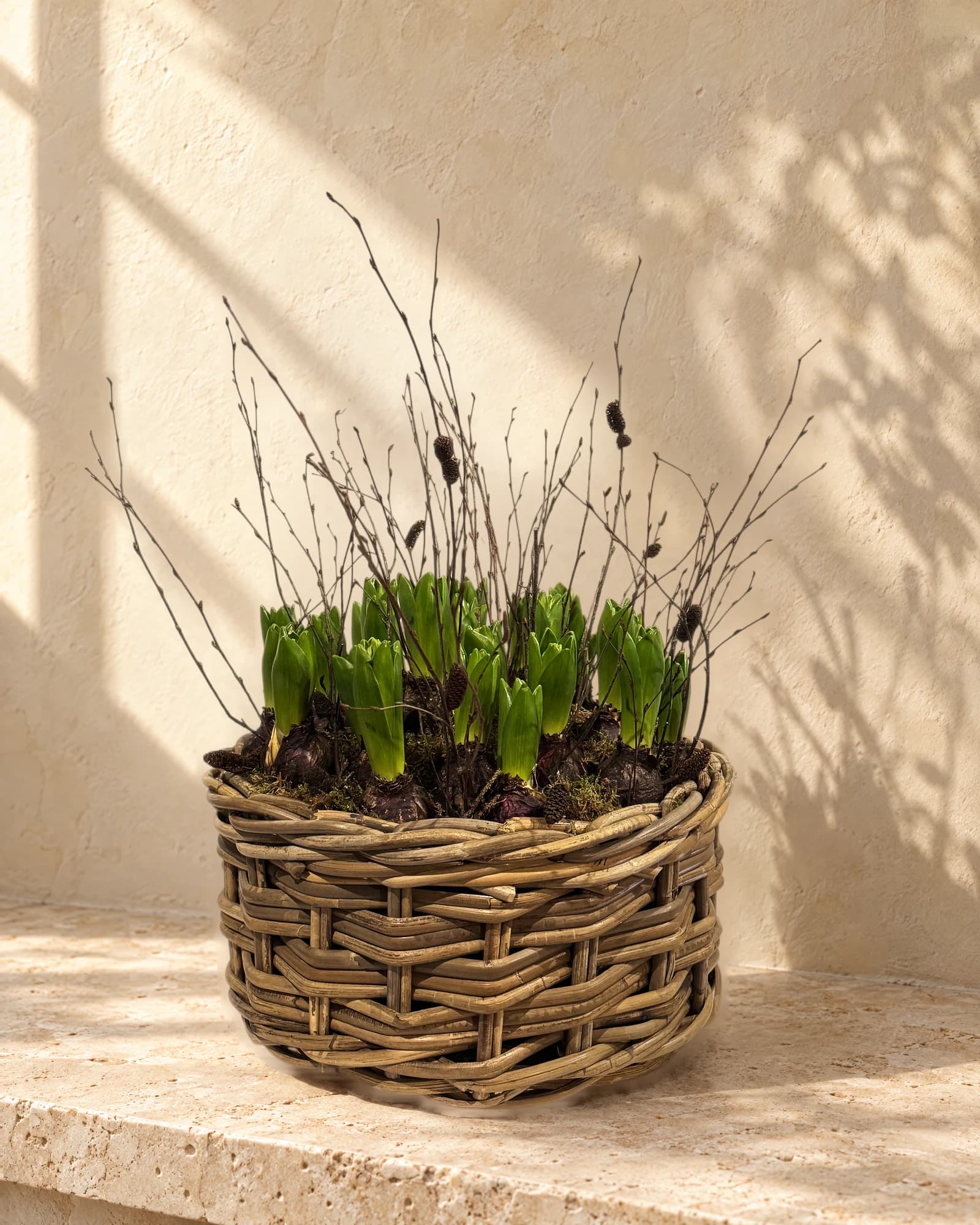Basket filled with Hyacinths, photographed in the studio