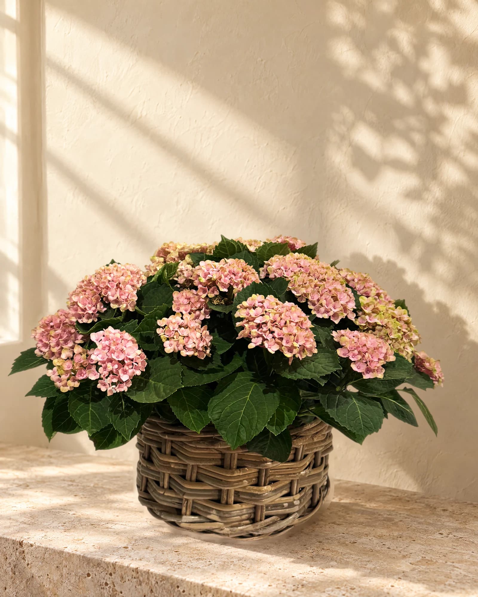 Basket of hydrangea plants