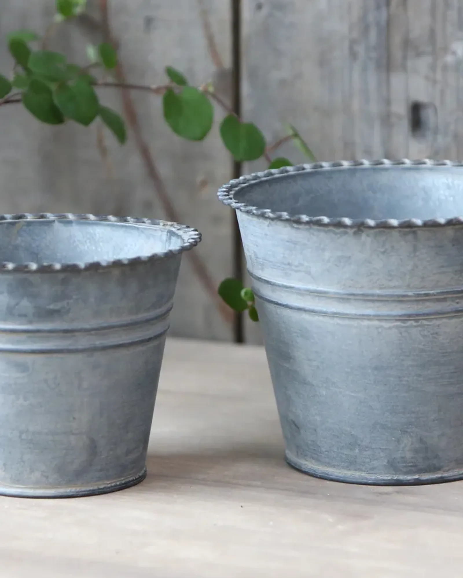 Two tapered grey zinc pots with beaded rims in two sizes on a wooden surface, one with a trailing plant.