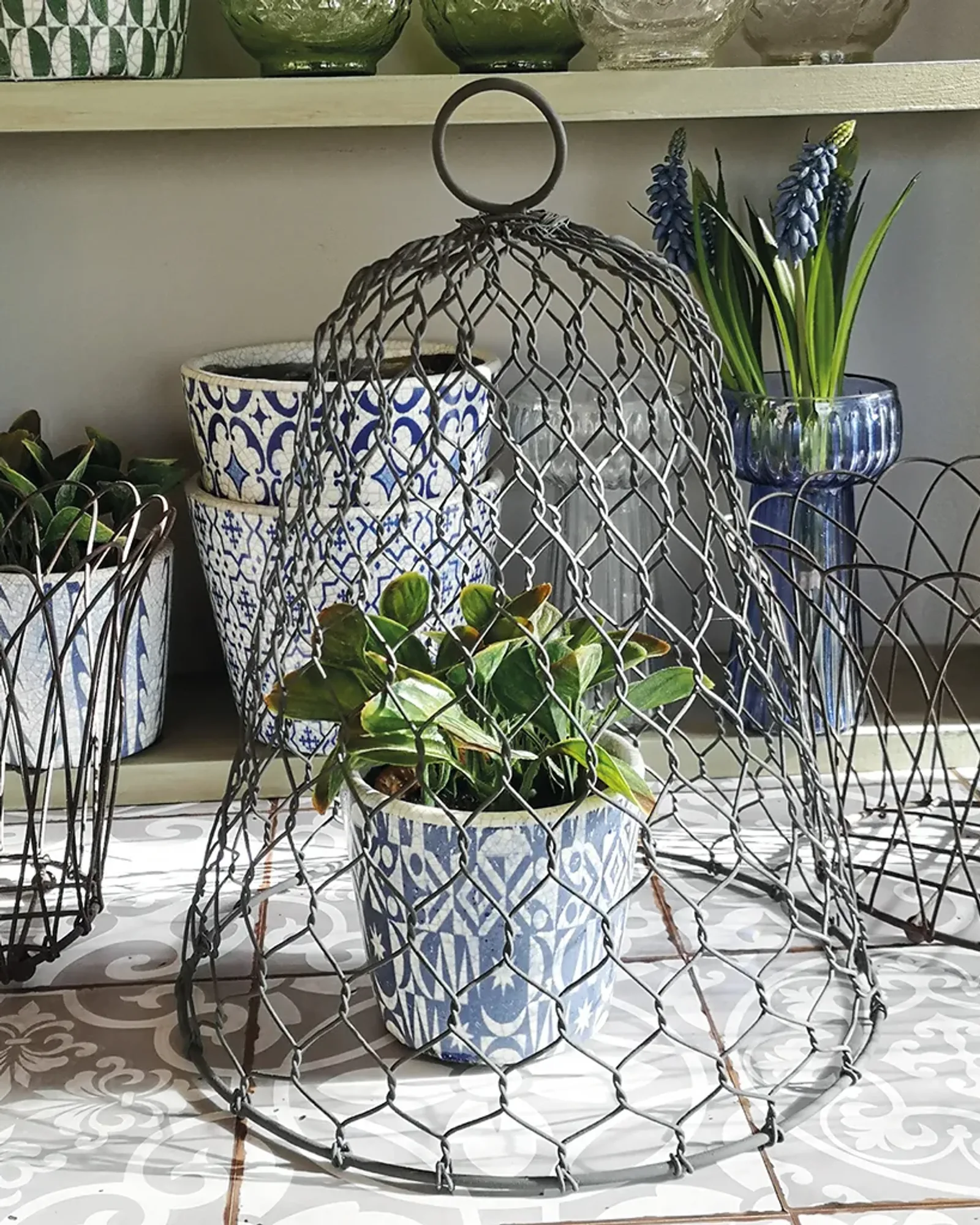 A garden cloche, 23 cm across and 28 cm high, set over a small plant on a garden table.