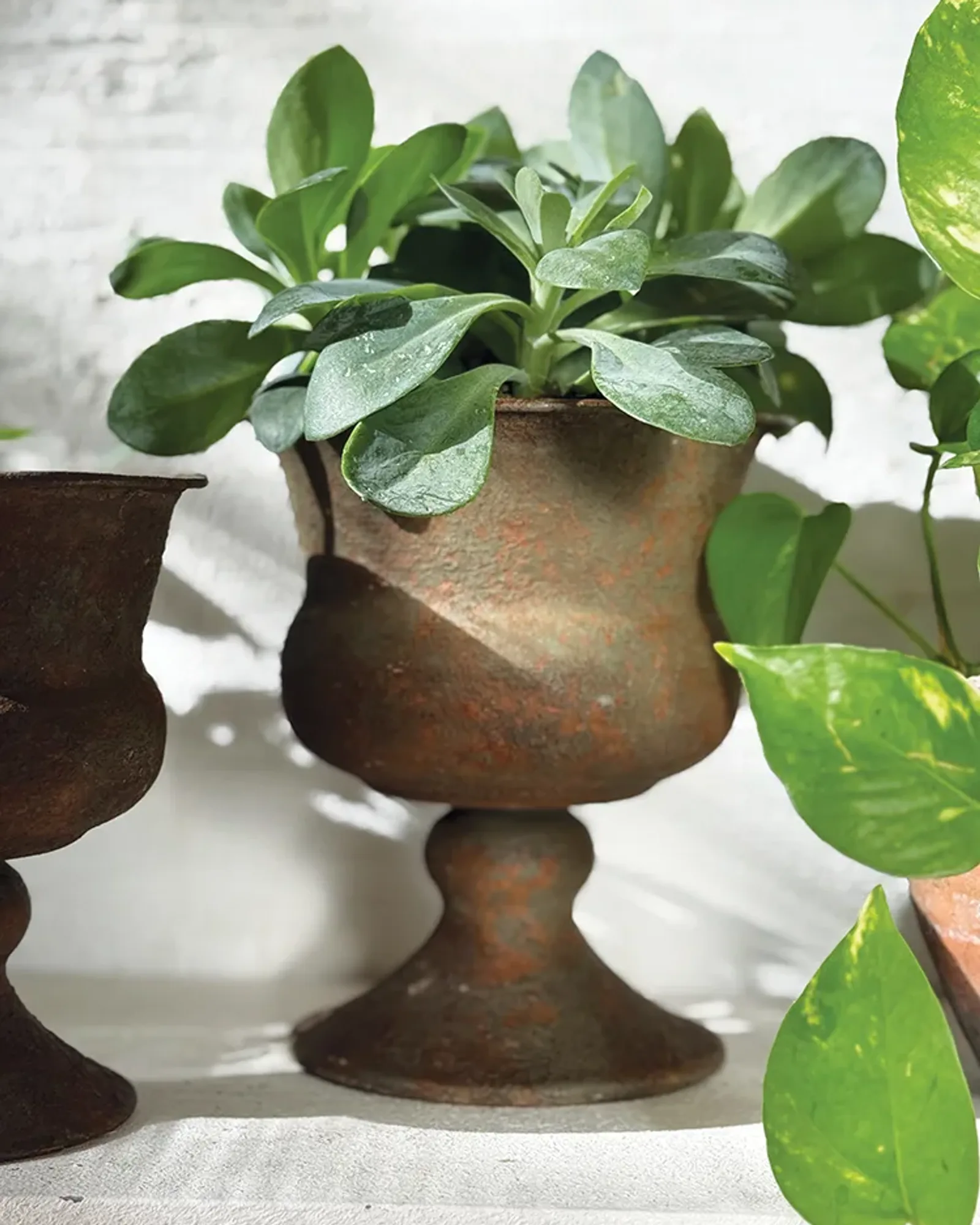 A medium rust-coloured urn in the Versailles shape, photographed on its own.