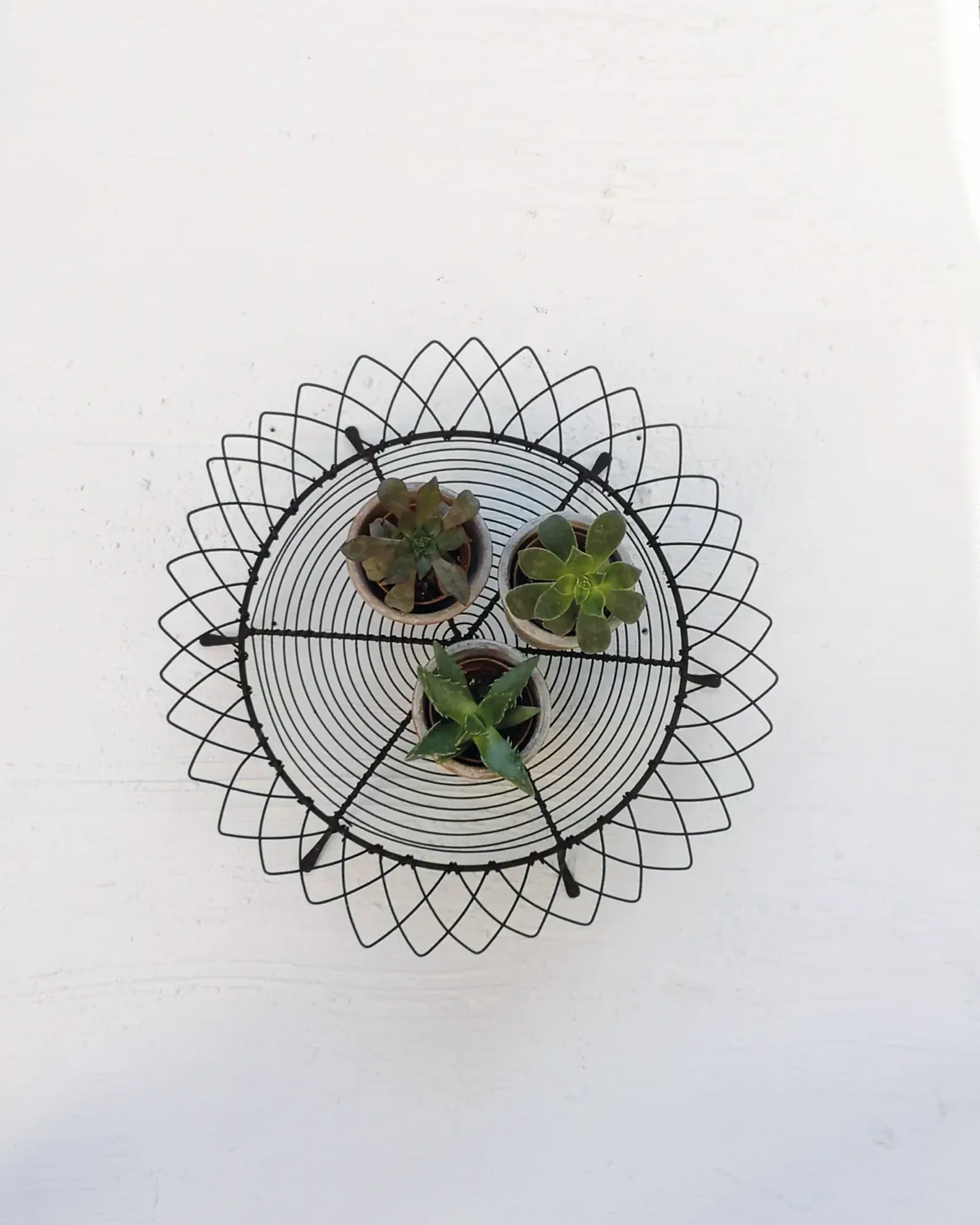 A wire tray with a low rim in an antique rust finish, holding a group of small pots.