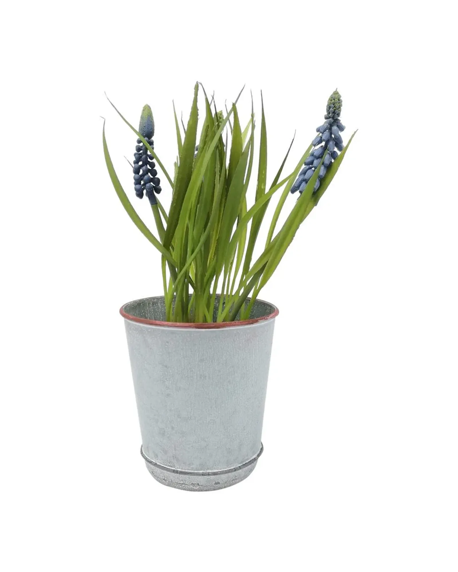 A small zinc bulb pot with a single hyacinth bulb growing in it.