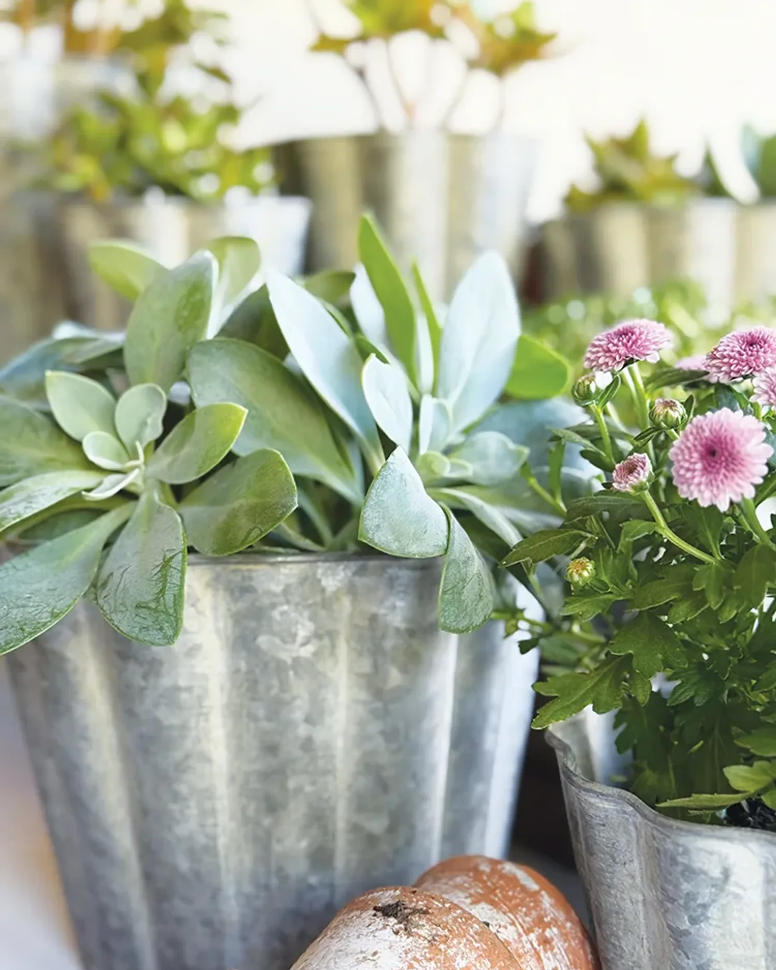 Two round zinc planters with fluted sides, wider than they are tall, standing side by side.