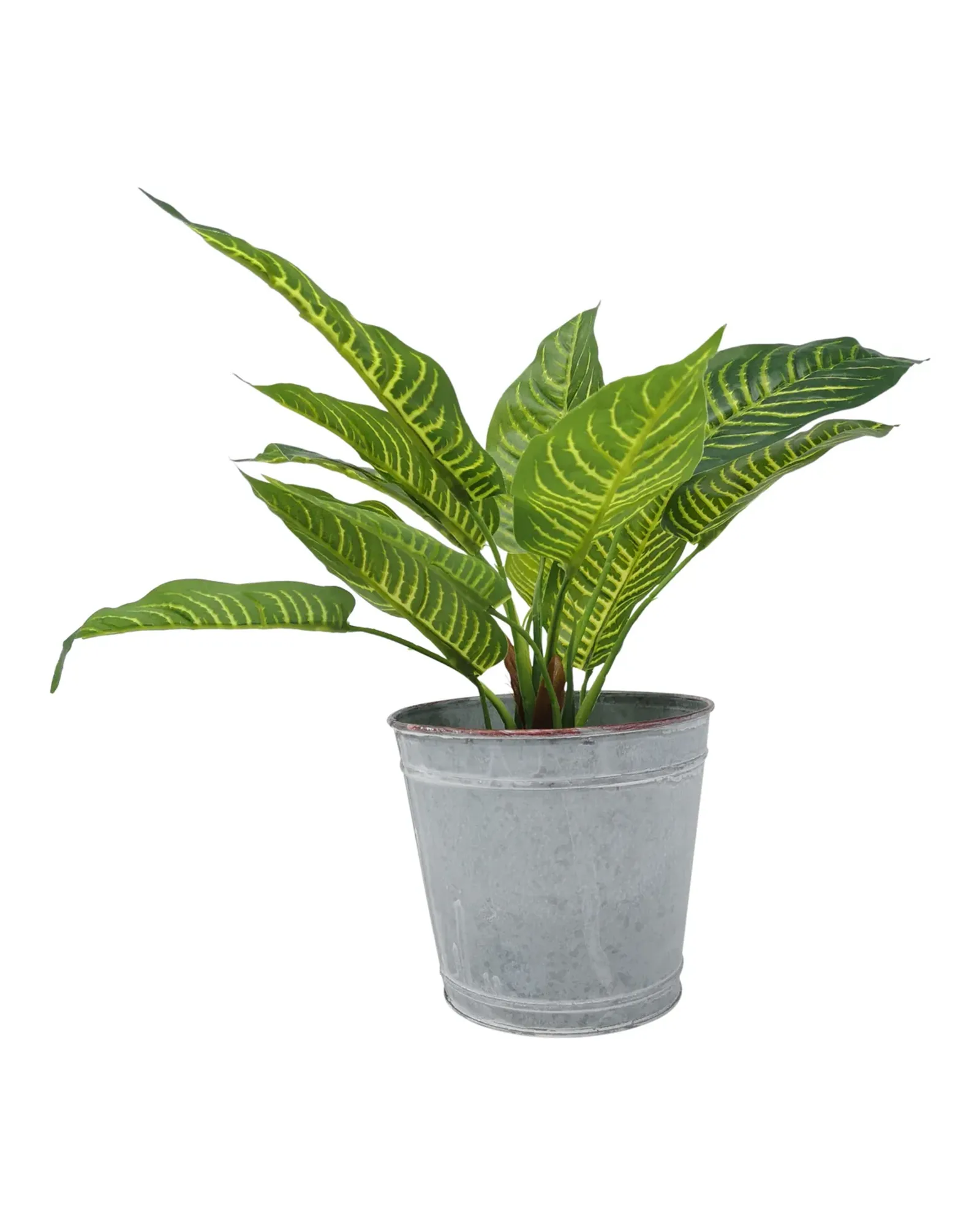 A plain zinc plant pot, slightly wider than it is tall, with a houseplant in it.