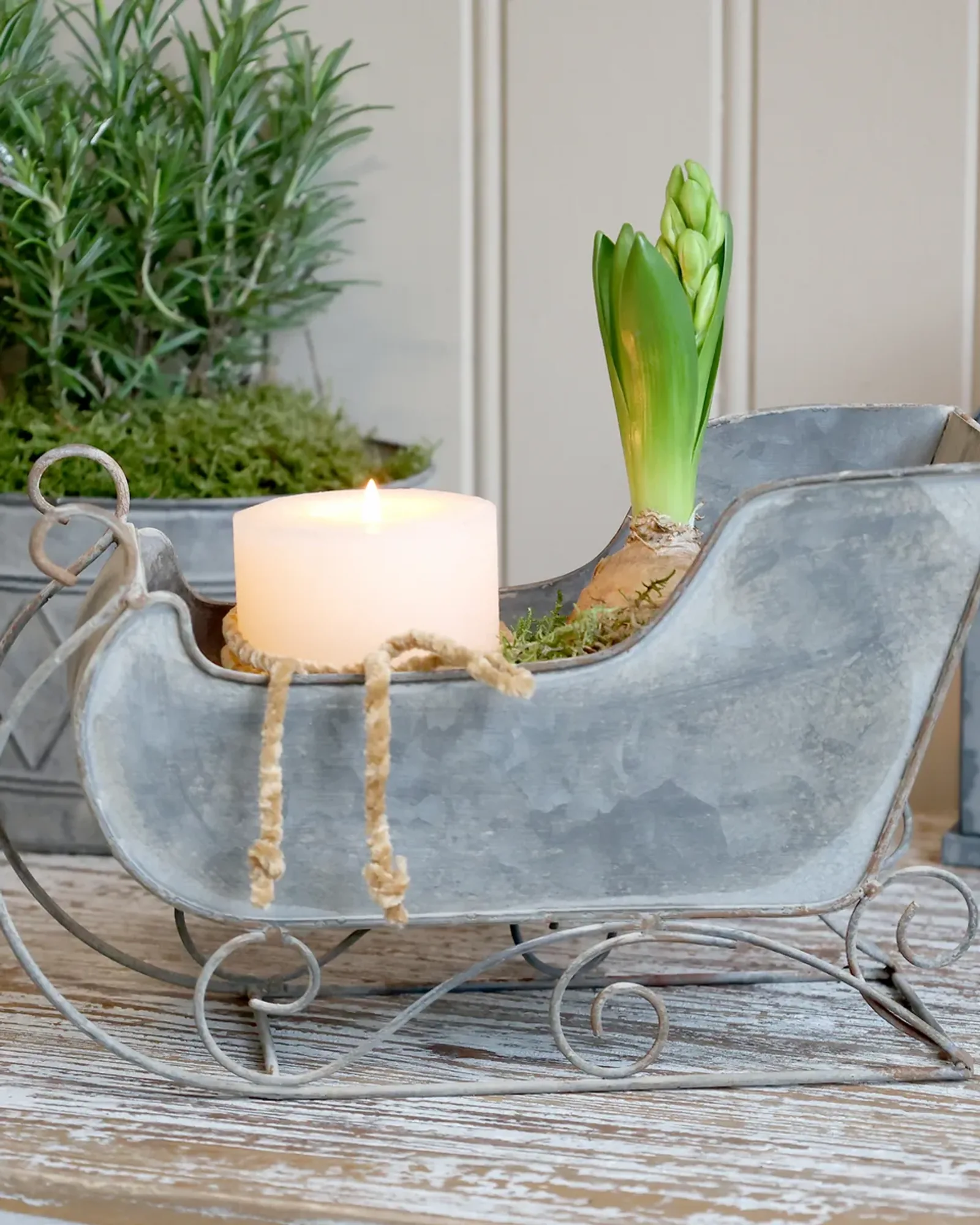 An antique-zinc sleigh with scrolled wire runners, holding a pillar candle, moss and a hyacinth bulb.