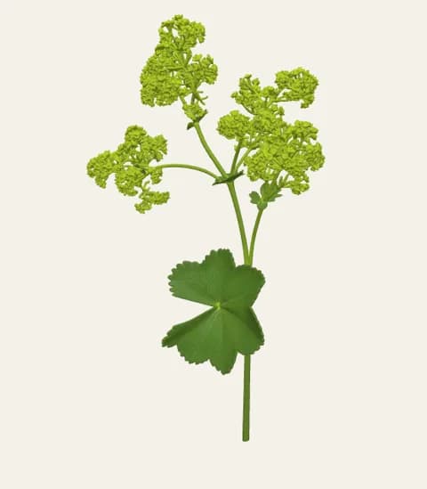 A single alchemilla stem