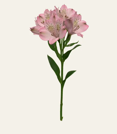 A single alstroemeria stem