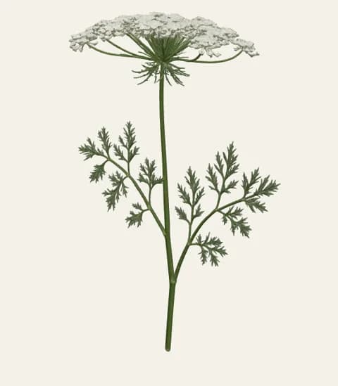 A single ammi stem
