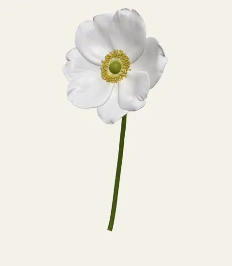 A single anemone stem