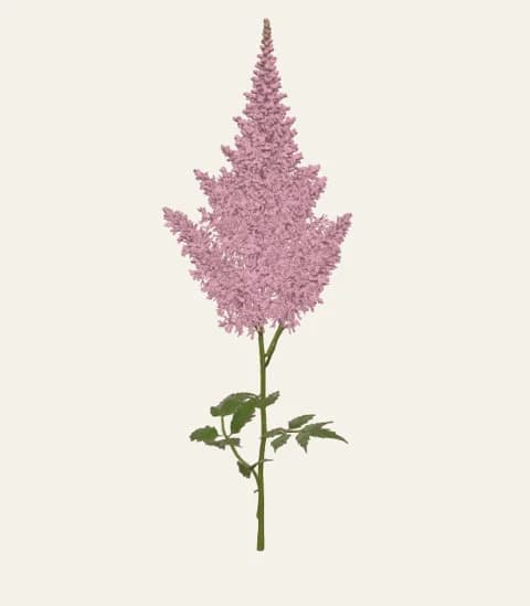 A single astilbe stem