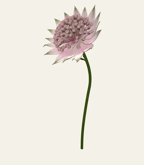 A single astrantia stem