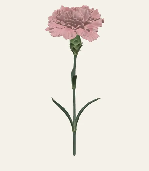 A single carnation stem