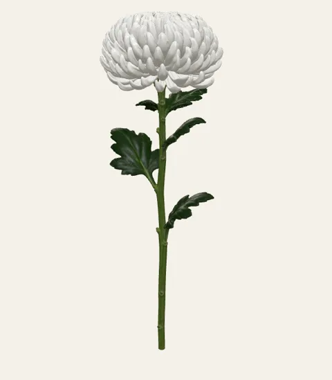A single chrysanthemum bloom stem