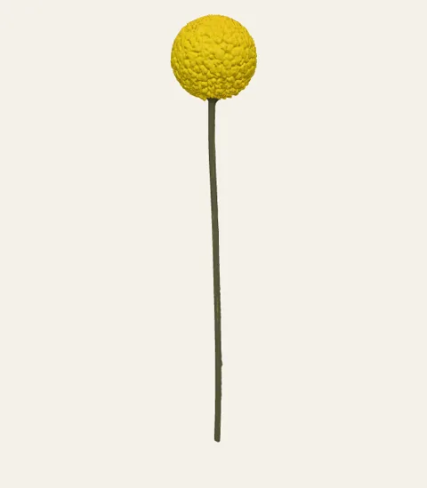 A single craspedia stem