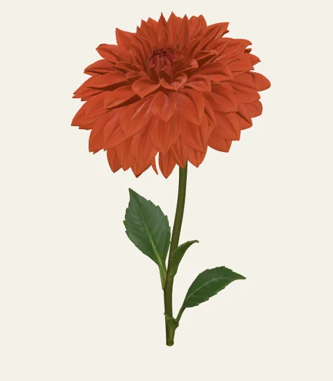 A single dahlia stem