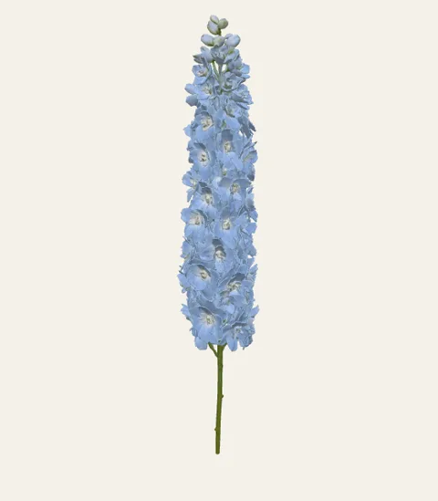 A single delphinium stem