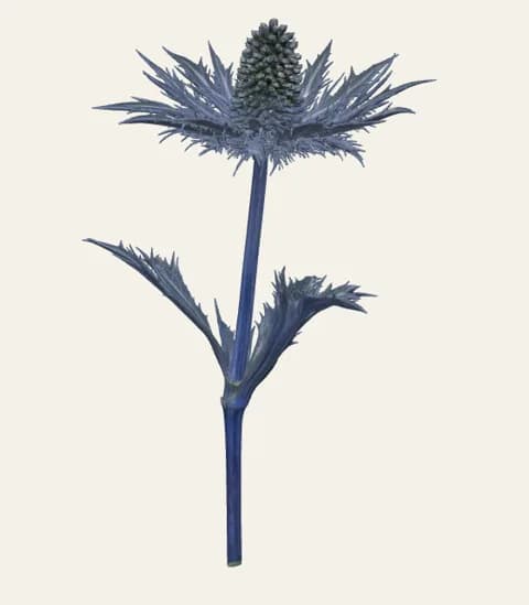 A single sea holly stem