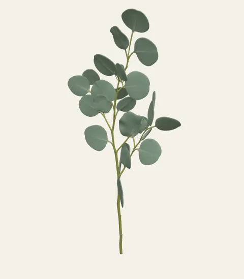 A single eucalyptus stem