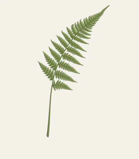 A single fern stem