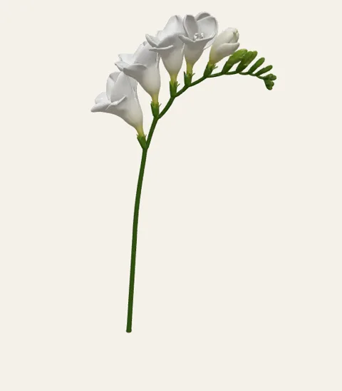 A single freesia stem