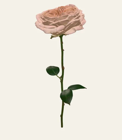 A single garden rose stem