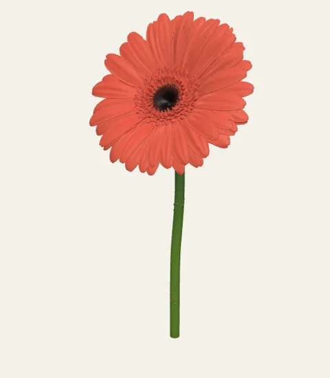 A single gerbera stem
