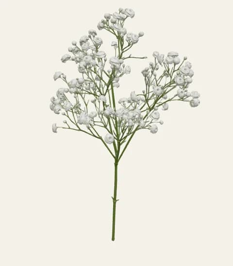 A single gypsophila stem