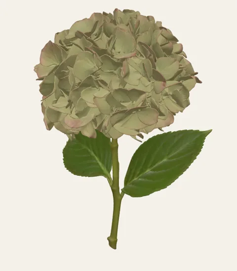 A single hydrangea stem
