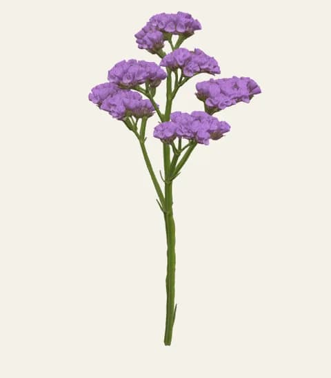 A single limonium stem