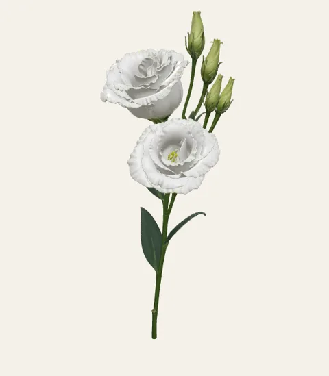 A single lisianthus stem