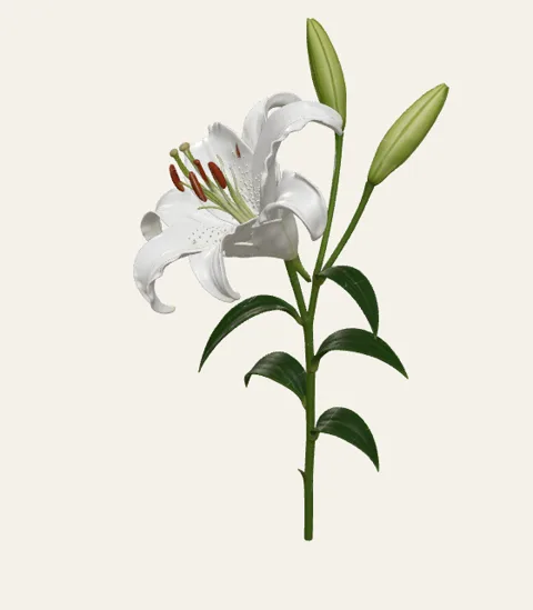 A single oriental lily stem