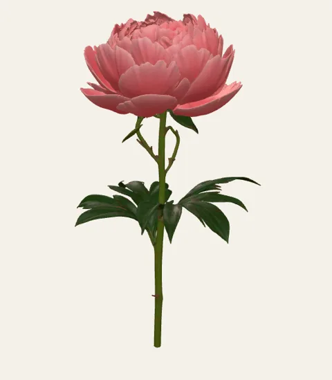 A single peony stem