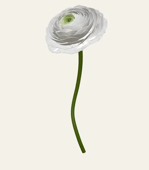 A single ranunculus stem