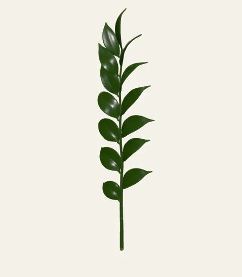 A single ruscus stem