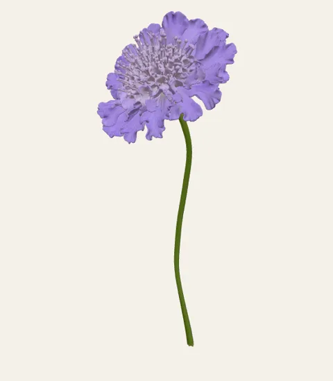 A single scabiosa stem