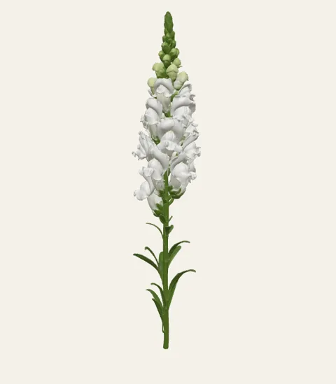 A single snapdragon stem
