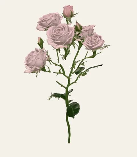 A single spray rose stem