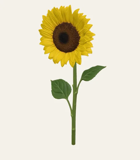 A single sunflower stem