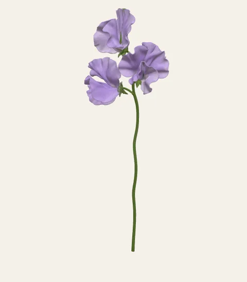 A single sweet pea stem