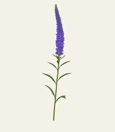 A single veronica stem