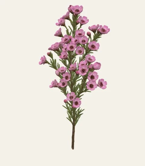 A single waxflower stem