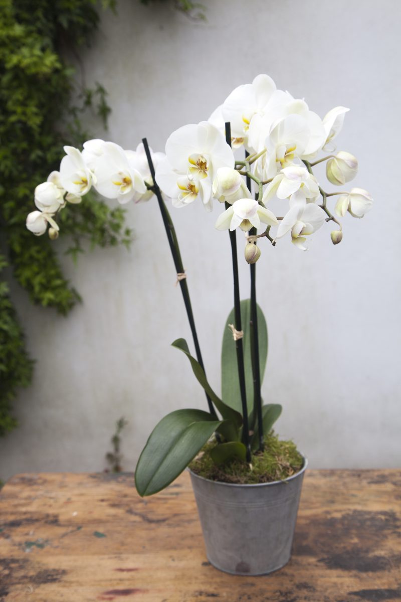 Simply Orchids | Flower & Glory