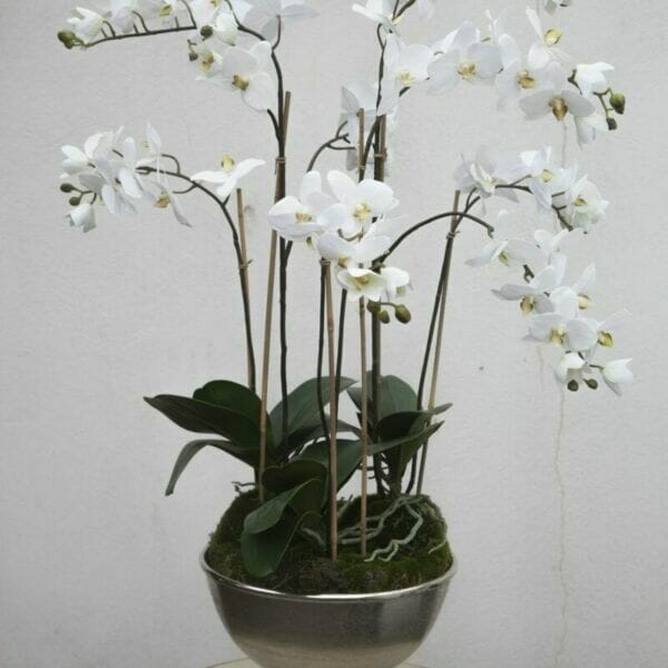 Phalaenopsis Orchid in Silver Urn
