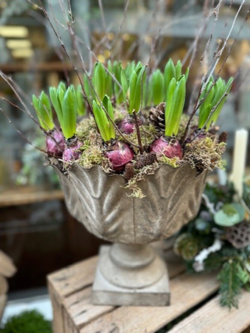 Rustic Urn filled with Hyacinths