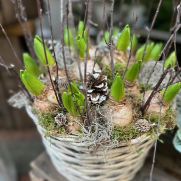 Basket filled with Hyacinths