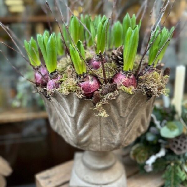 Rustic Urn filled with Hyacinths